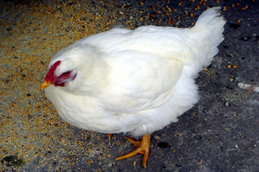 A recent study showed that BSF larvae supplementation, both in dehydrated and live form, improved growth performance in male Bianca di Saluzzo chickens. Photo: Canva