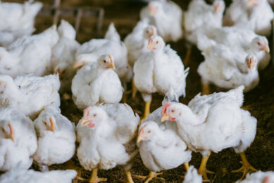 Many poultry stakeholders in India feel forced to use the antibiotics to tackle Mycoplasma. Many birds are therefore routinely given antibiotics at the start of production. Photo: Canva