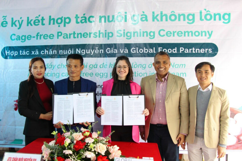 A partnership has been launched to transition Nguyen Gia Livestock Production Cooperative’s 50,000 hens to 100% certified cage-free production systems. Photo: Global Food Partners