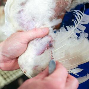 Early detection and rapid testing procedures are crucial to prevent avian influenza from spreading. Photo: Bert Jansen