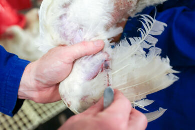 Early detection and rapid testing procedures are crucial to prevent avian influenza from spreading. Photo: Bert Jansen