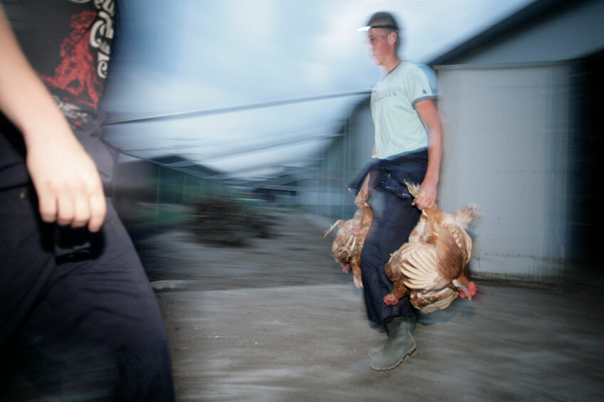 For many years now, the European Transport Regulation forbids catching chickens by the legs. Photo: Ton Kastermans