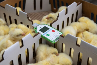 Aviagen’s unique and sector-leading application of technology plays a vital role in maintaining optimal conditions for chicks. Photos: Aviagen