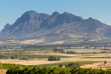 South Africa's agricultural sector projects growth of 3.5% in 2025. But, the redistribution of land to small-scale farmers without adequate training, resources, or financial support could result in underutilised land and diminished productivity. Photos: Canva