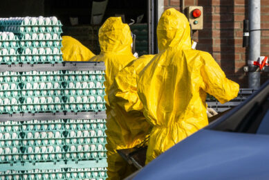 More than 150 million birds in the US have been affected by highly pathogenic avian influenza since February 2022. Photo: Bert Jansen