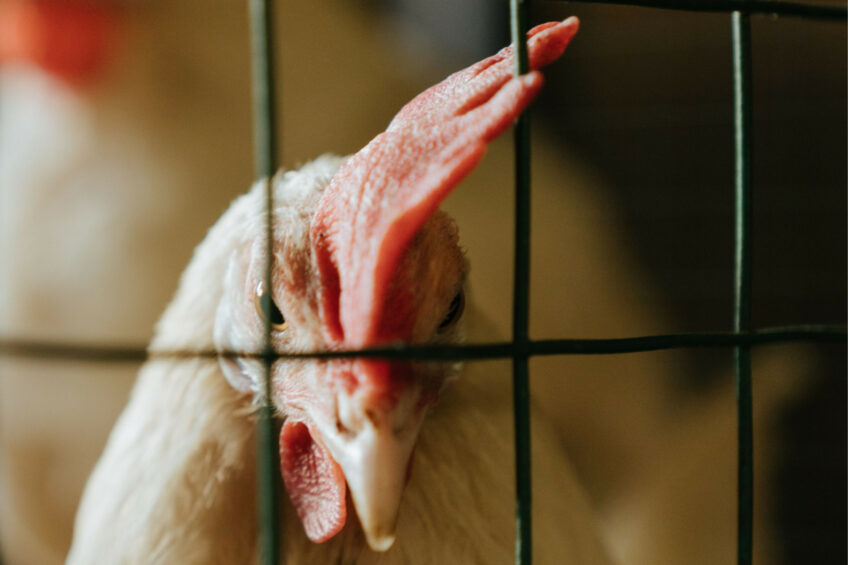 Numerous European countries and regions plan to impose restrictions on cage farming. Photo: Canva