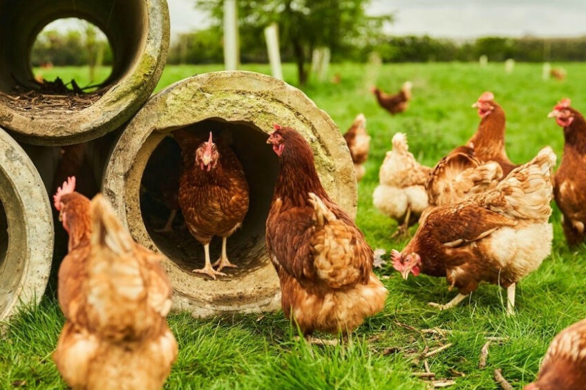 Anita Nutchey, head of marketing and innovation at Noble Foods, said: “By showcasing the incredible work of our farmers and their high-welfare standards, we’re reinforcing why The Happy Egg Co. continues to lead the market.” Photo: Noble Foods