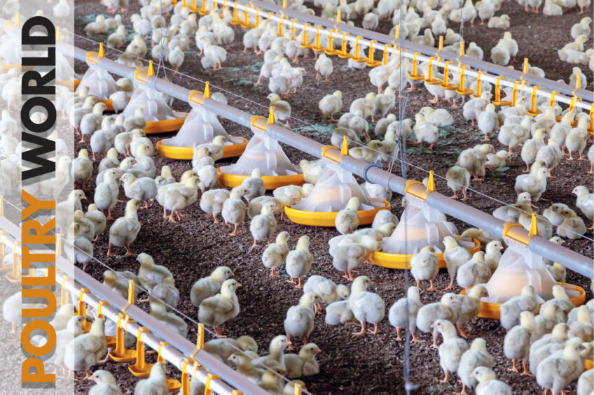 Insect-based feed ingredients in Poultry World 1