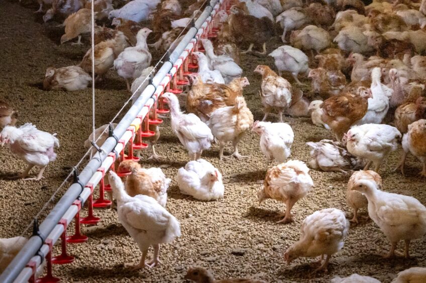 Column: Dealing with manure in Asia