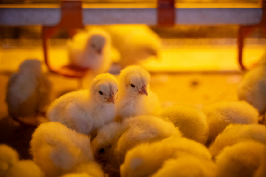 A French study considered whether on-farm hatching and the presence of adult hens alongside chicks could enhance poultry welfare and robustness of birds. Bram Becks Photography