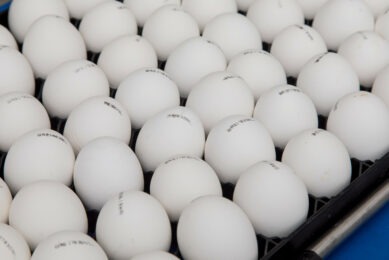 Several Russian farmers experienced difficulties due to turmoil in the European hatching eggs market. Photo: Groenewold, Koos