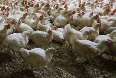 Uzbek authorities expect that the poultry industry will be able to employ over 1 million citizens. Photo: Bert Jansen