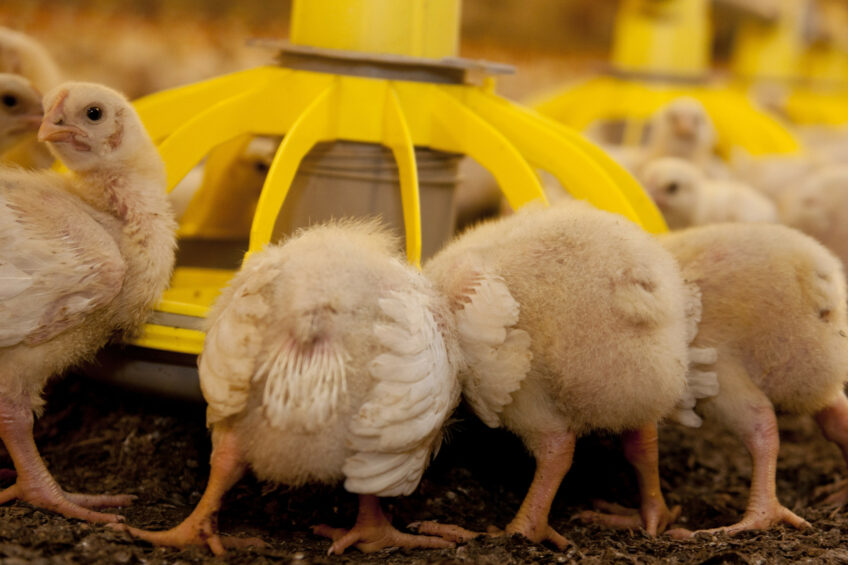 At a recent NFU Poultry fringe event, avian influenza vaccination and the use of PAPs in poultry diets were high on the agenda. Photo: Mark Pasveer