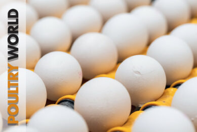 Maximising poultry genetics in Poultry World 2