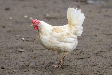 Constant monitoring is required to correctly formulate diets to meet the nutritional requirements of laying hens. Photo: Frank Uijlenbroek