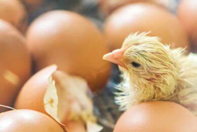 Column: Overcoming the hatchability crisis