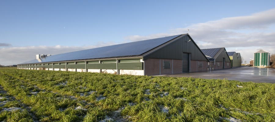 Ukrainian poultry businesses have been gaining a foothold in Europe. Photo: Anne van der Woude