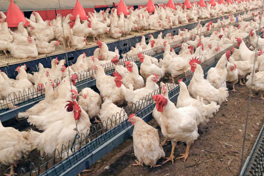 The use of antibiotics in poultry production did mask several underlying issues related to management, health, nutrition, and welfare whilst they were still used. Photo: Bert Jansen.