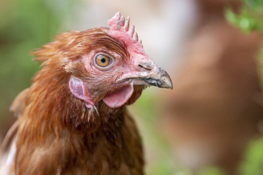 Poultry tech, proteins, food security, health and in-ovo sexing in the spotlight