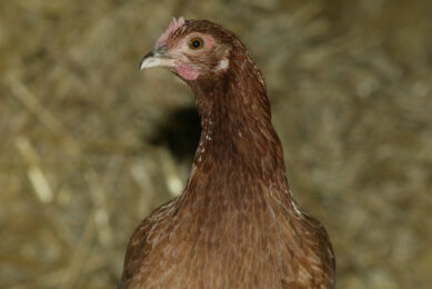 Gary Ford from the British Free Range Egg Producers Association: “We welcome the fact that nearly 18 months after the RSPCA amended laying hen welfare standards were announced that the new standards have been finalised.” Photo: Henk Riswick