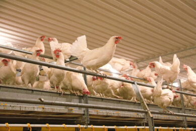 The farm chose DeKalb White hens, because 2 members of the cooperative are the Finnish importers. Photos: Henk Riswick